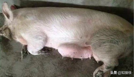 母猪乳房炎难治？这个小方法人人都能学会，还不用花一分钱