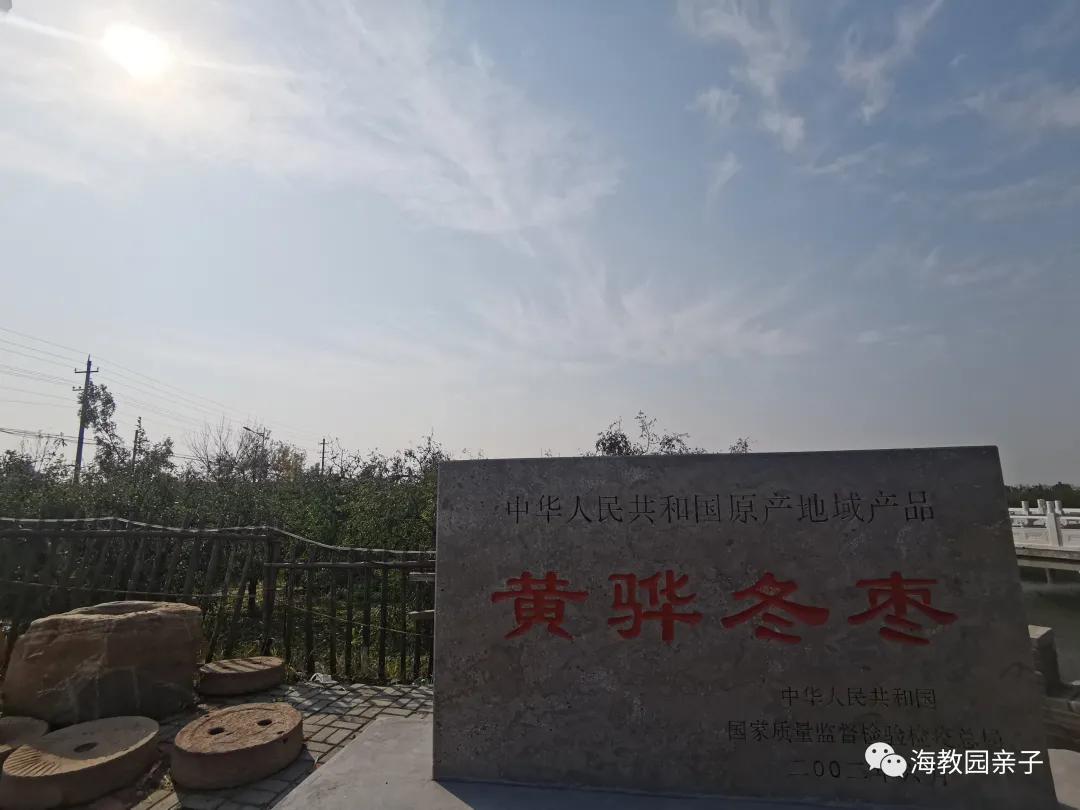 秋日好时光冬枣采摘,带着愉悦的心情踏上了冬枣采摘园