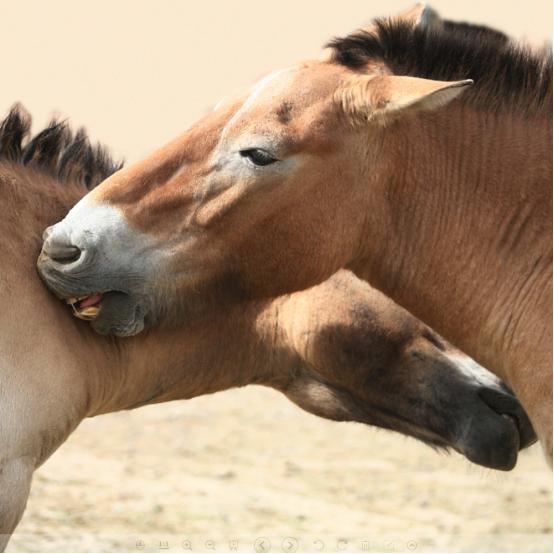 普氏野马为什么濒危,吉木萨尔濒危动物普氏野马介绍