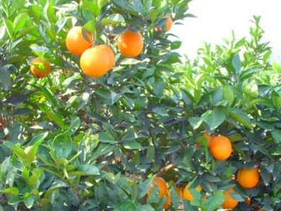 橙子怎么种植不用嫁接,盆栽橙子树怎么管理