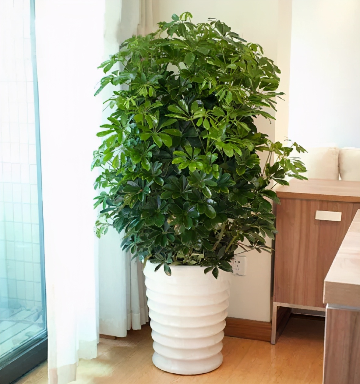 哪些植物对猫咪无毒又能吸附甲醛,室内吸收甲醛最有效的植物花卉