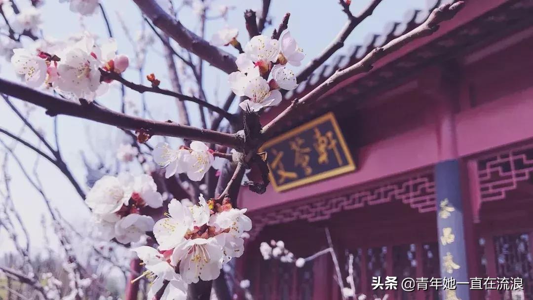 世间最风雅的茶,世间最雅的茶