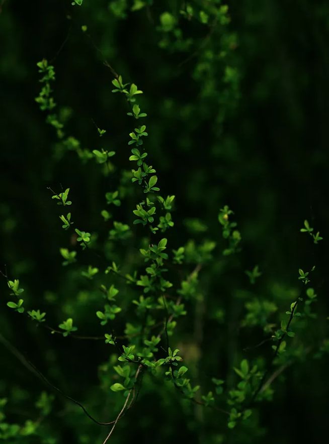 古诗词里纳凉,诗词夏季乘凉