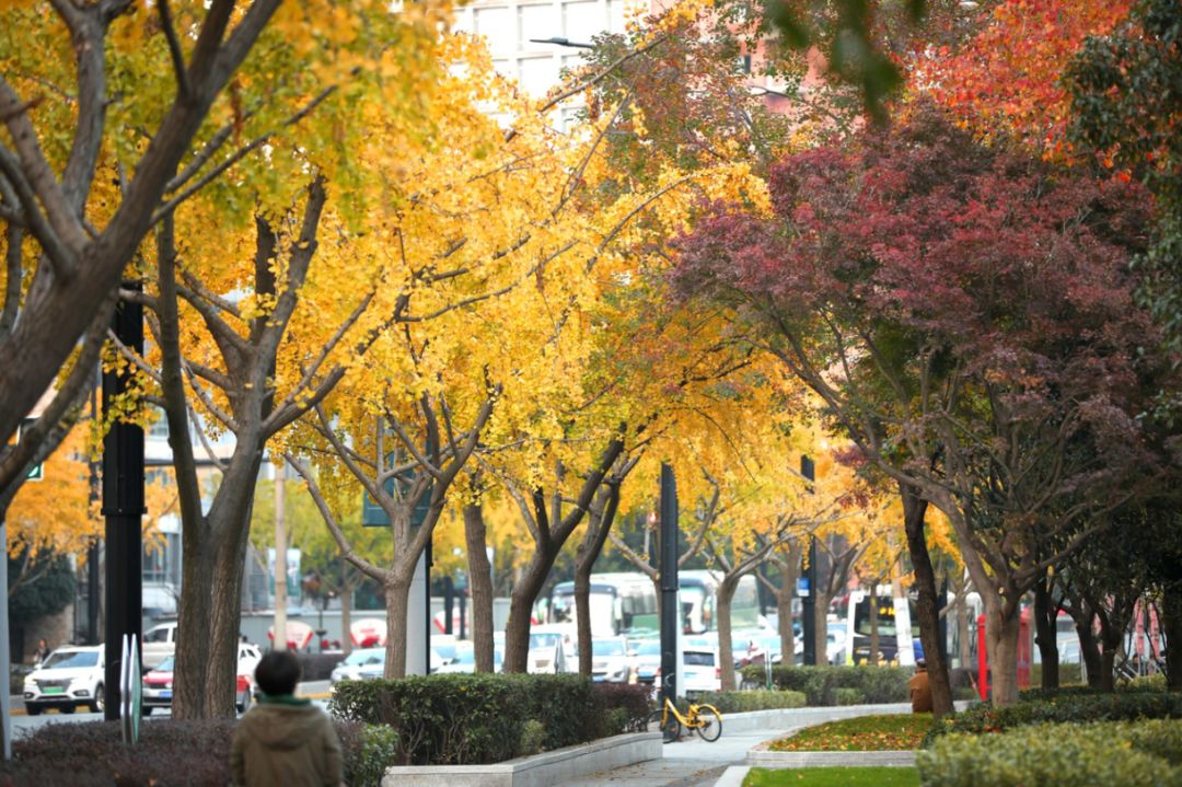 上海银杏叶打卡的地方,上海周边哪里有银杏叶