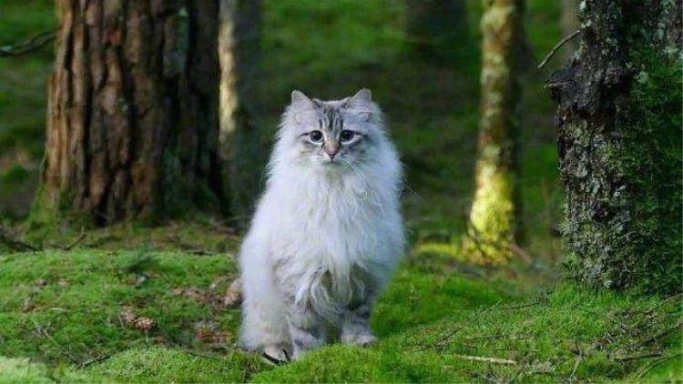 喵星人吃胖了的表现,喵星人怎么吃才会吃得少