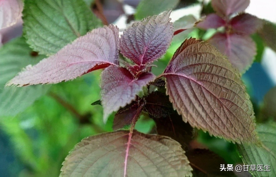 清明|身体浊气“清”到位,静心养肺舒肝胆