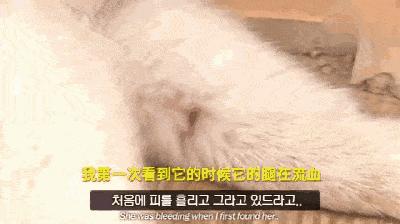 狗狗三个小技巧,狗狗跛行吃什么药