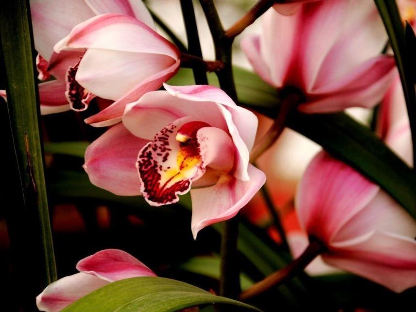 仿真兰花高档上档次,兰花上档次