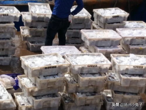 天上不会掉馅饼，地上可以拣海鲜，信不信？