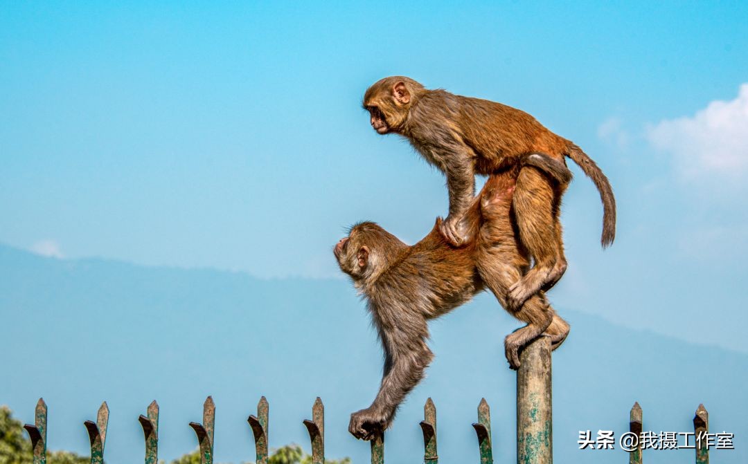 第16届国际摄影艺术展获奖作品,第29届全国摄影艺术展览作品集