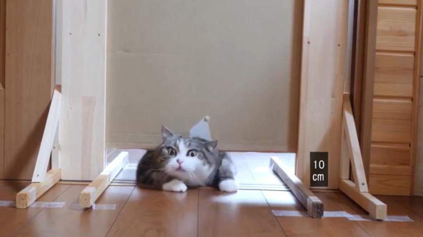 猫到底是不是用液体做的,猫咪到底是固体还是液体呢