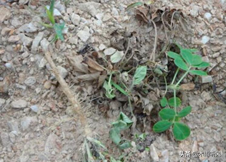 花生得了根腐病用什么药治最好,花生根腐病和茎腐病怎么防治