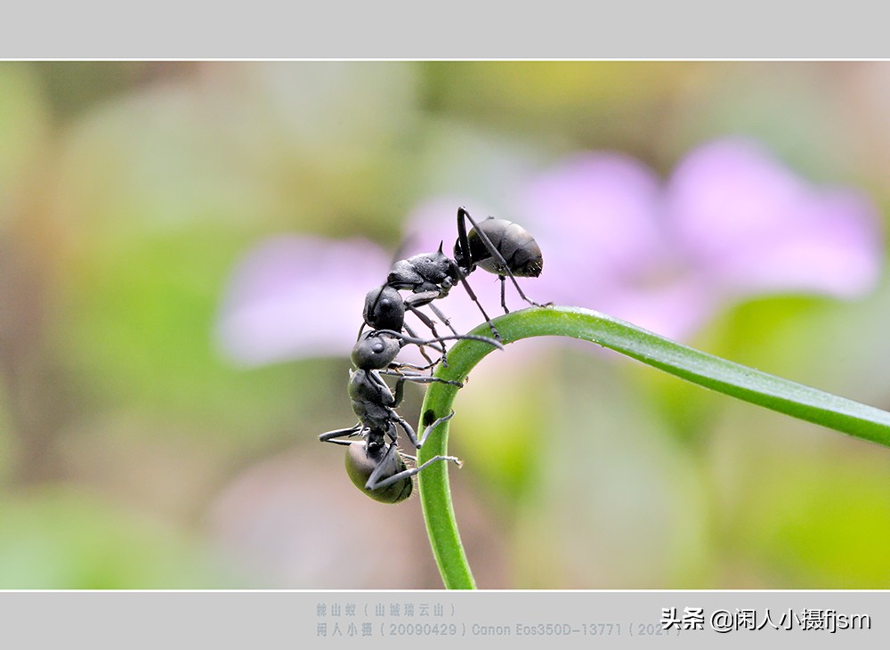 拍摄蚂蚁视频的技巧,怎么拍摄蚂蚁