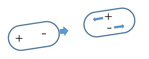 壁虎能飞檐走壁的原因是什么,壁虎为什么能飞檐走壁