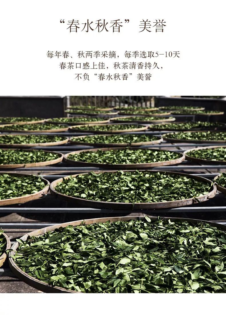 安溪感德正味铁观音捡漏,安溪感德高山正味铁观音文案