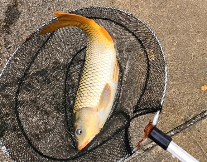 日本原装进口鱼竿钓鲢鳙,日本鱼竿钓大鲫鱼怎么样