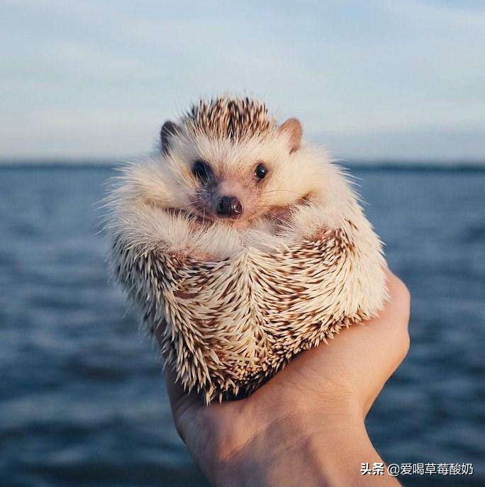 刺猬是好东西么,刺猬是一种动物么