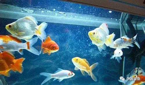 养金鱼的技巧和方法方便简单,初养金鱼的技巧和方法