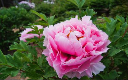 谷雨清代郑板桥,谷雨郑板桥