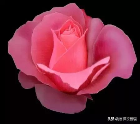 5201314，送你999玫瑰花，祝你爱情甜甜蜜蜜