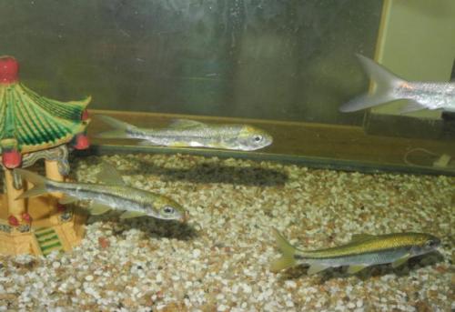 3年长10厘米，误以为是小杂鱼，殊不知一条上千元，还很难买到