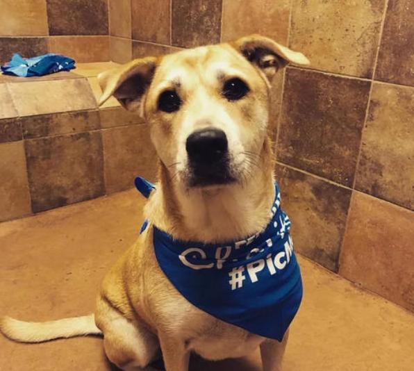 狗狗发出的求救信号,狗狗向主人求救的8个信号