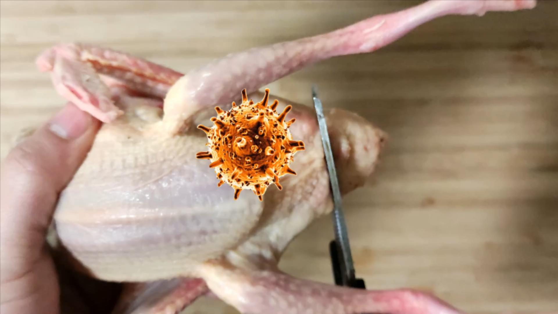 鸽子十大毒素排名,鸽子的毒素在哪里