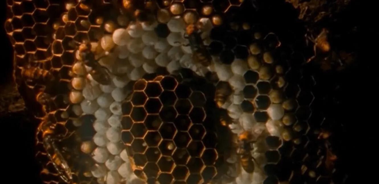 关于美国杀人蜂,杀人蜂有多可怕