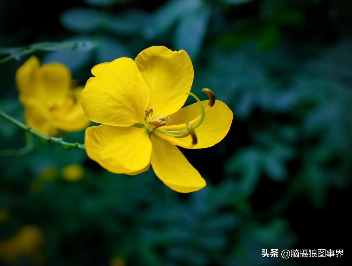 佳能18-55mm镜头，能拍出浅景深的花卉照片吗？如何拍摄？