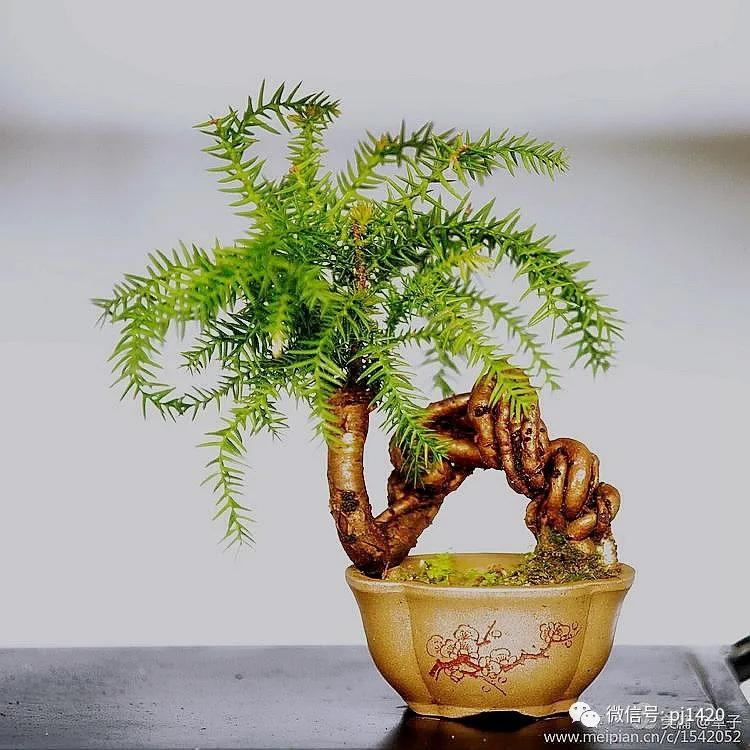 澳洲杉怎么长出漂亮根部,澳洲杉能用赤玉土种植吗