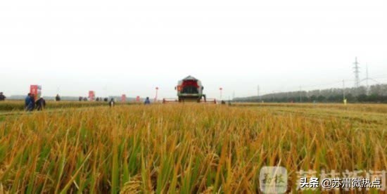 水稻亩产创世界纪录,超级水稻今年的产量