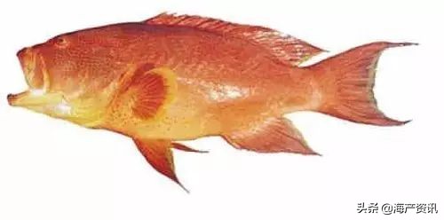 顶级海鲜鱼类大全图解,常见海鲜鱼类哪些便宜