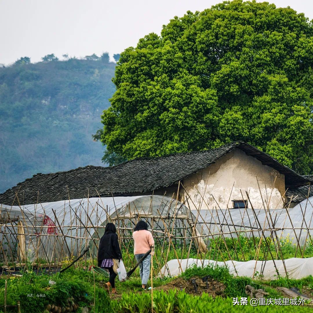 重庆的一个小岛,重庆江心岛是哪里