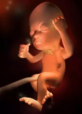 孕期知识五:妊娠第7-8个月