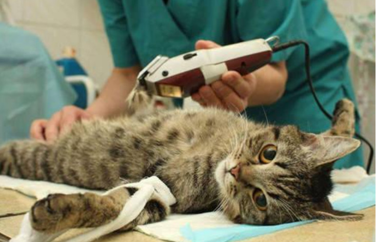 猫咪爱到处乱钻会容易生病吗,猫咪为什么会老是乱跑乱撞