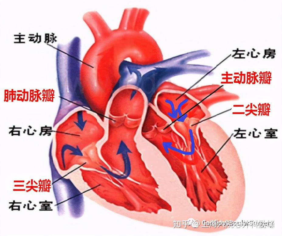 瓣膜心脏病的危害,瓣膜退行性心脏病