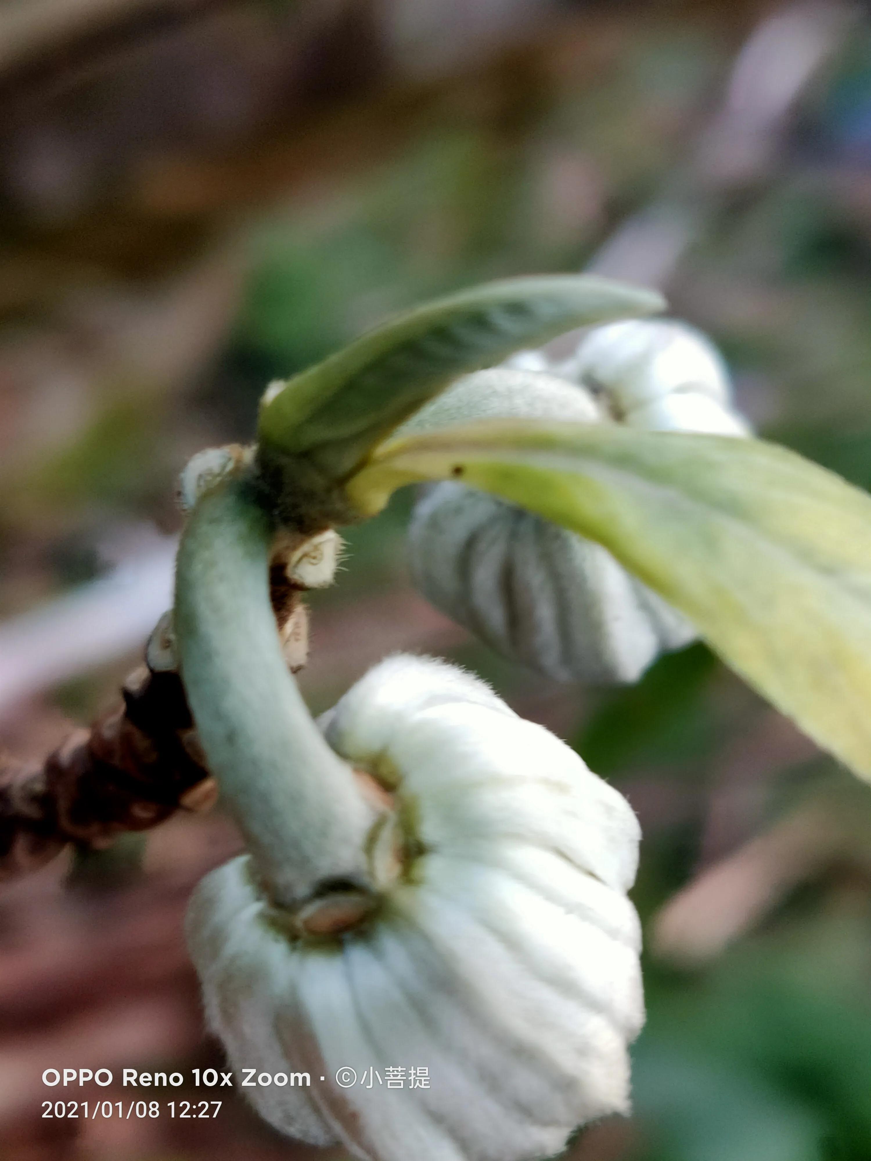 这就是爱情树,若在枝上打两个同向的结,就能得到甜蜜爱情和幸福