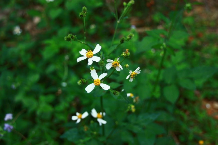 蜜蜂喜欢在什么样的地方居住,蜜蜂一般在野外哪些地方