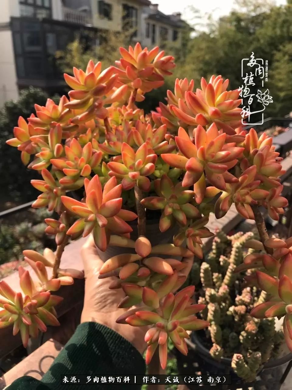 鍙拱瀵圭殑涓嶄拱璐电殑灏忔牱,鍙拱瀵圭殑涓嶄拱璐电殑鍥剧墖灞曠ず