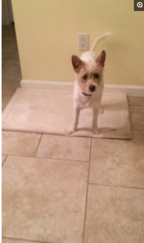 主人敷面膜狗狗反应搞笑视频大全,戈赞宠物