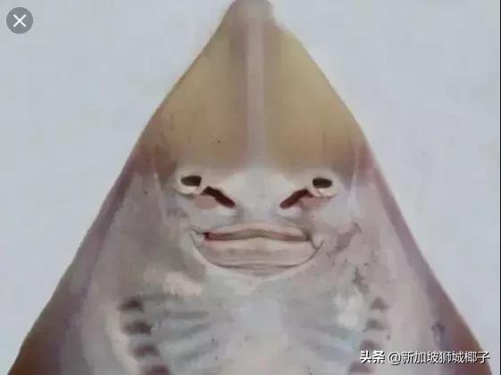 泰国超市奇葩东西,新加坡超市里的东西