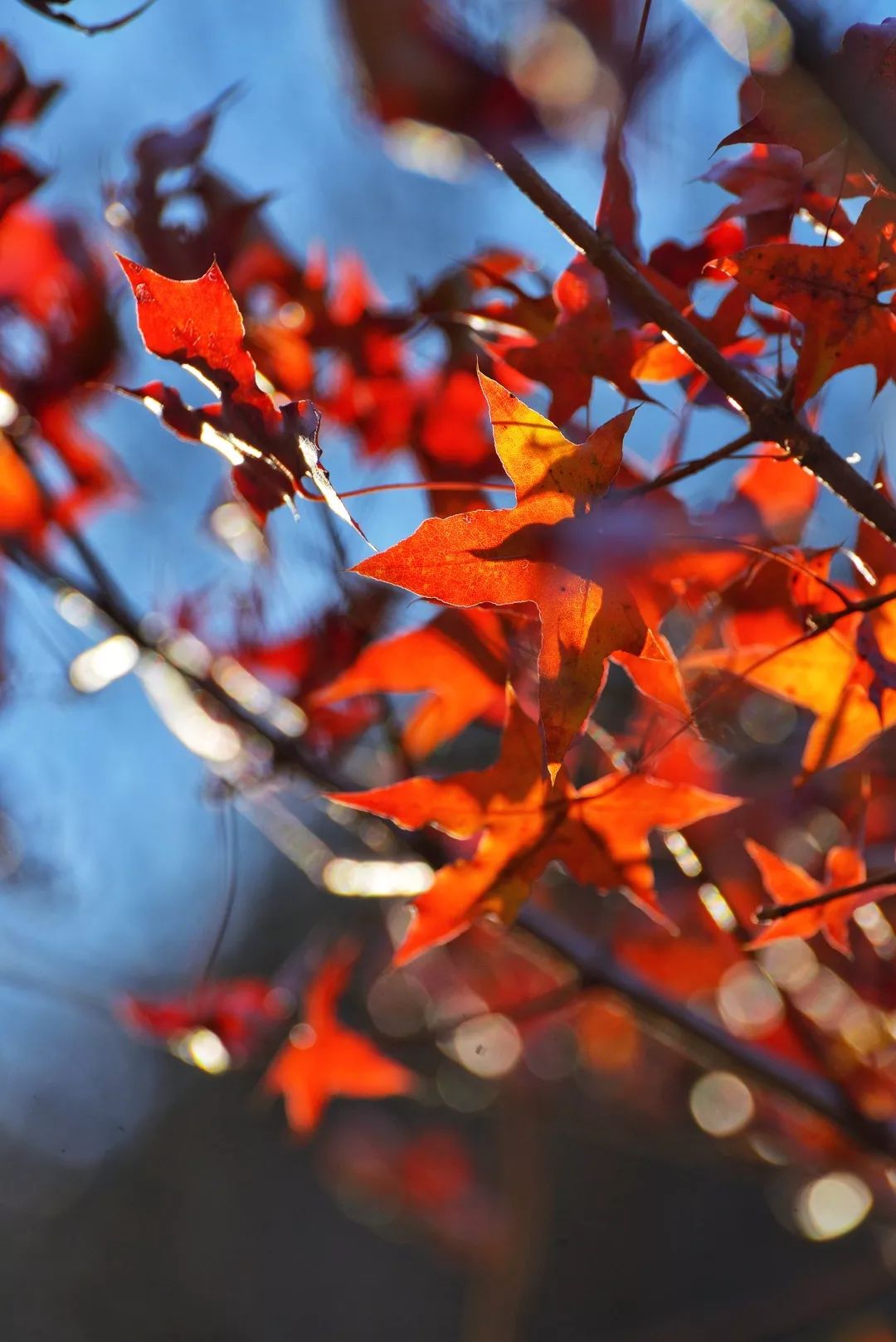 延安黄陵：醉美金秋仙遇黄陵