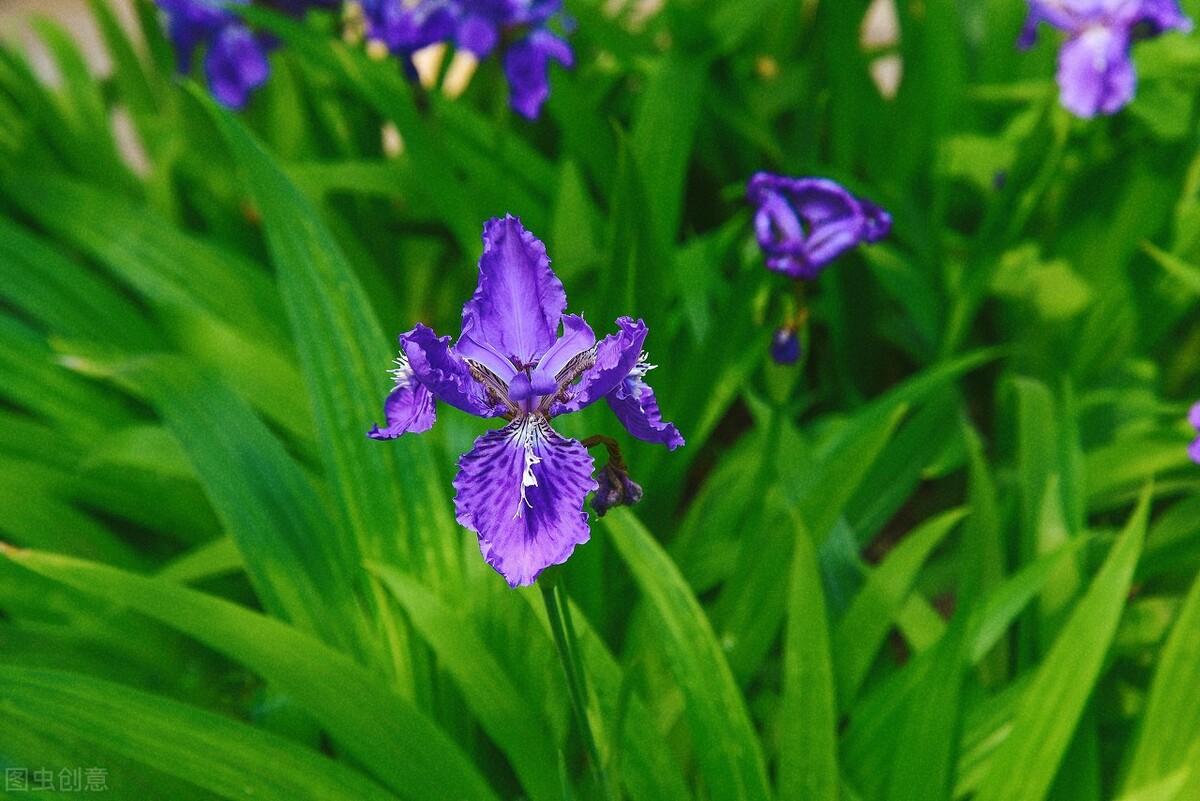 100种常见园林图鉴,列举20类不同的园林花卉