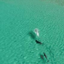 鲨鱼为什么不吃海豚的真实原因,鲨鱼为啥不吃海豚