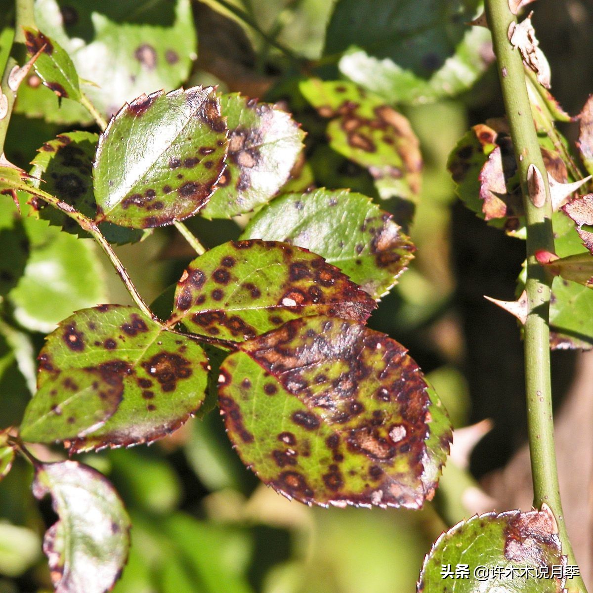 月季长得细开花少怎么办,月季叶子稀疏怎么办