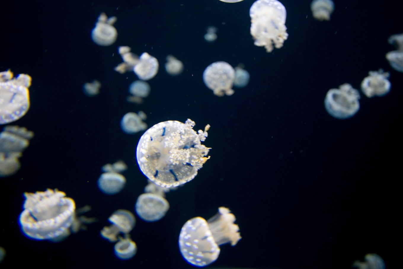 圣淘沙名胜世界攻略,请收下这份旅游攻略