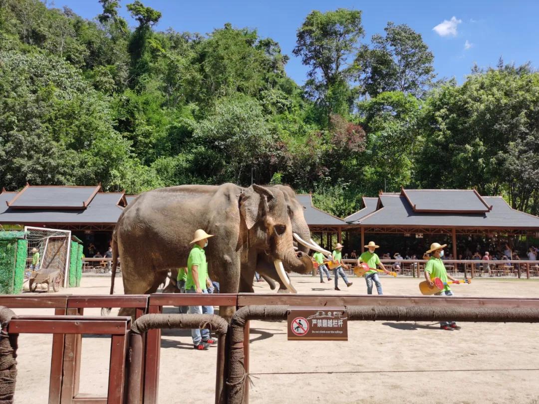 山河忽已秋，最后来西双版纳过个夏