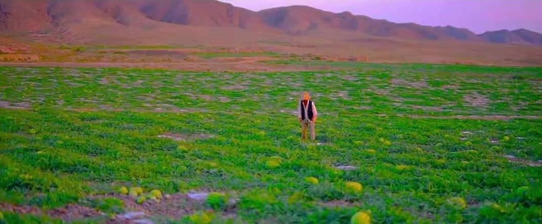 宁夏农民石头地上种植西瓜的原因,宁夏石头缝里种西瓜