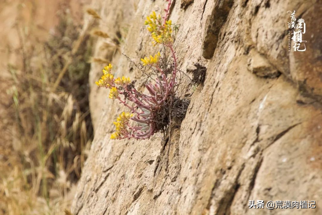 美国加州海岸仙女杯偷盗,美国加州仙女杯产业