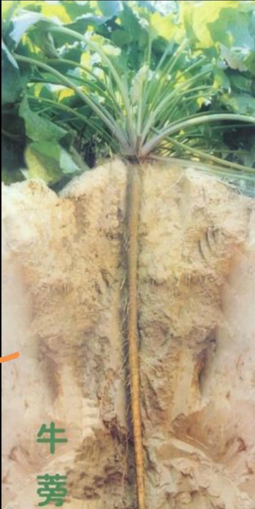 脂肪瘤食疗食谱大全,去除脂肪瘤的食谱